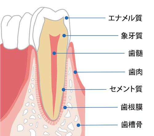 歯の神経や歯は二度と元には戻らない